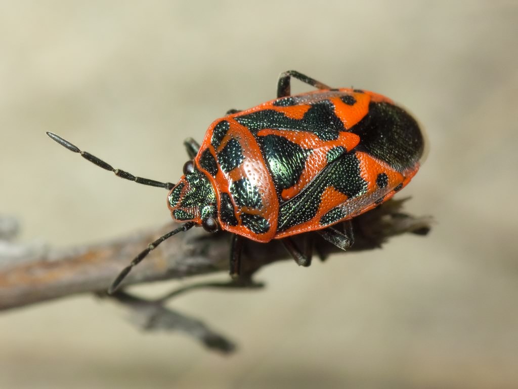 Eurydema (Eurydema) ornata (Linnaeus, 1758)